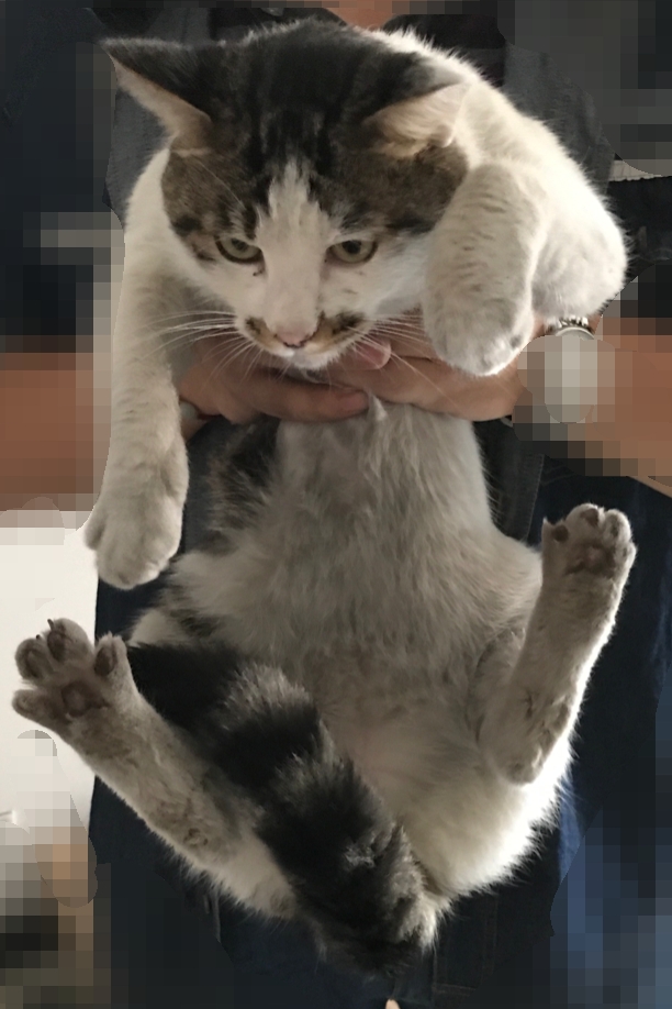 有图有真相