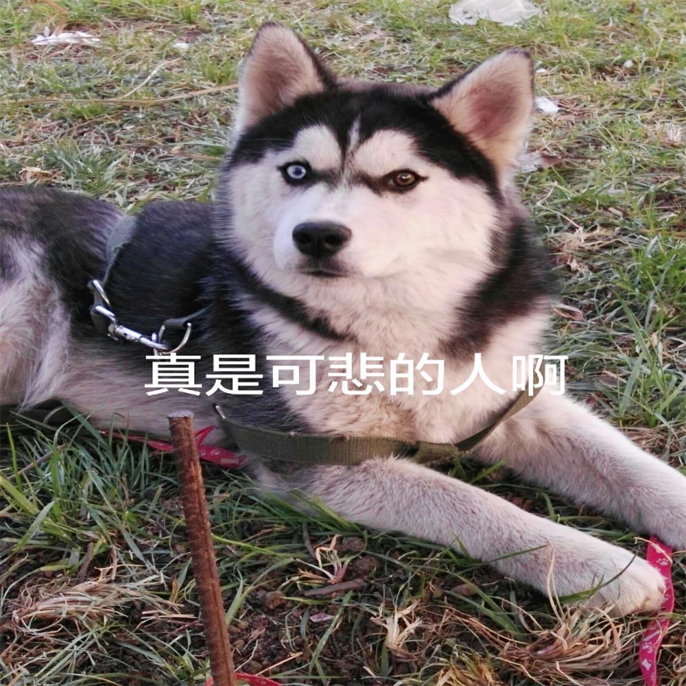 那只咬了我的狗