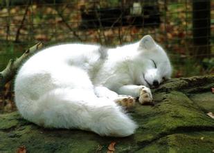 胡月，狐狸形态