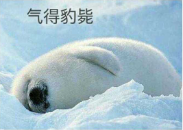 海豹JPG