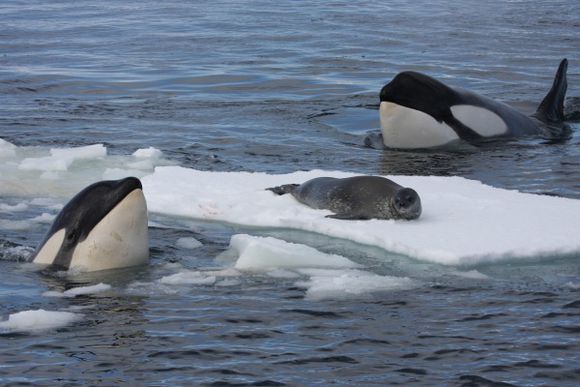 客人，您要的刺身好了