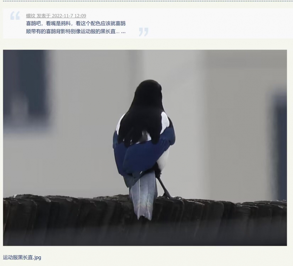 幻视-运动服黑长直