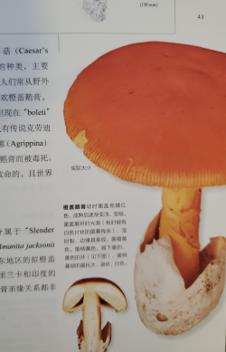 橙盖鹅膏