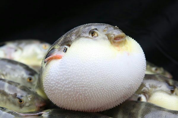 本自同根生