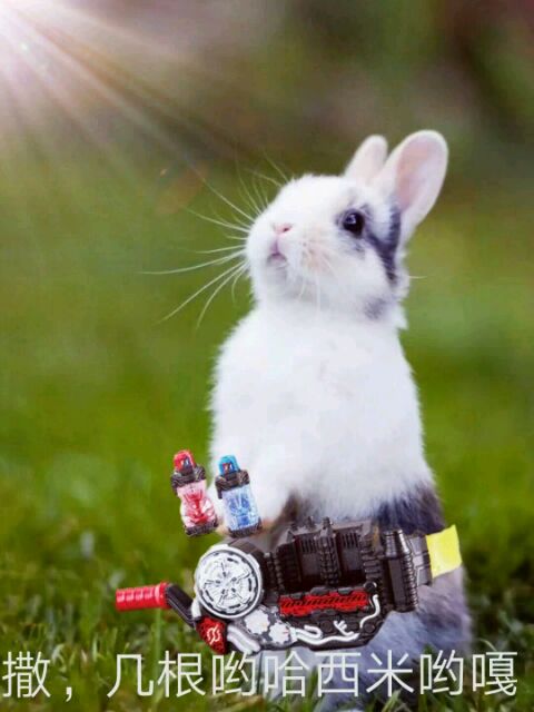 撒～开始实验吧！