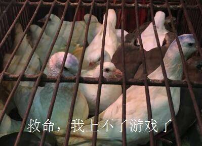 我更新晚的原因