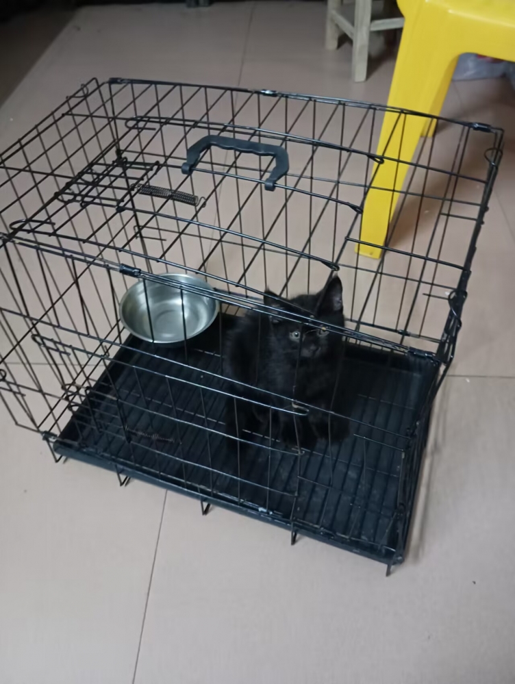 暂时用旧笼子养着