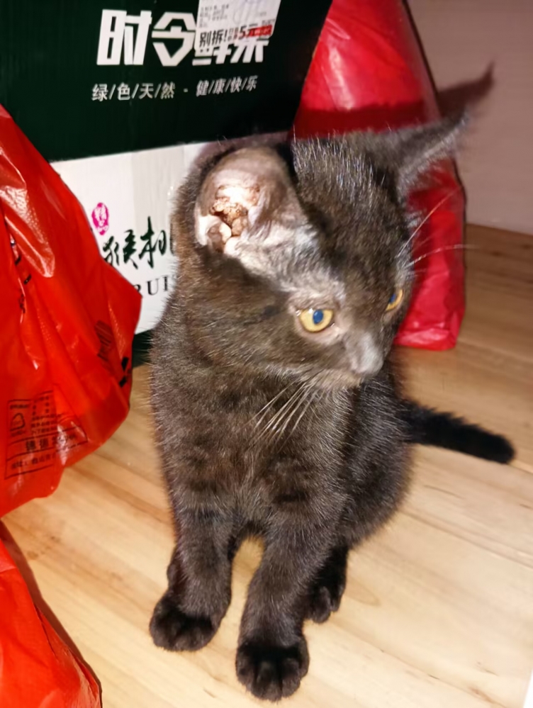 我要睡了,猫醒了