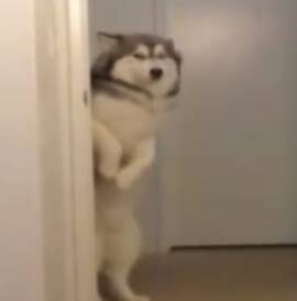 突然更新，但还是在忙