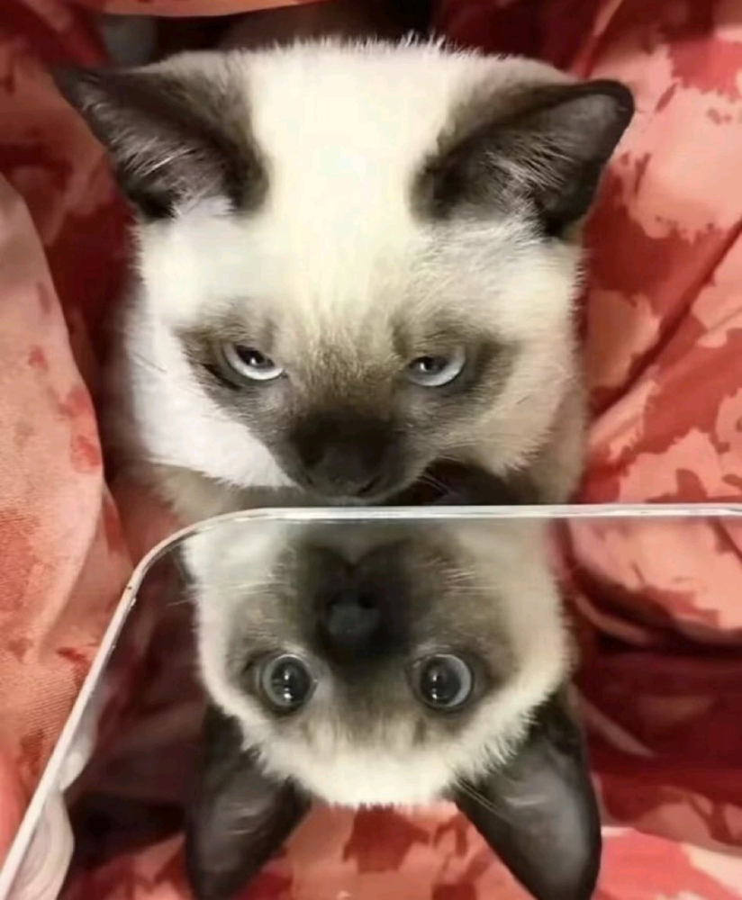 小猫