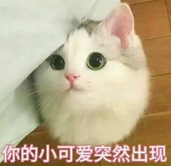 你的小可爱突然出现