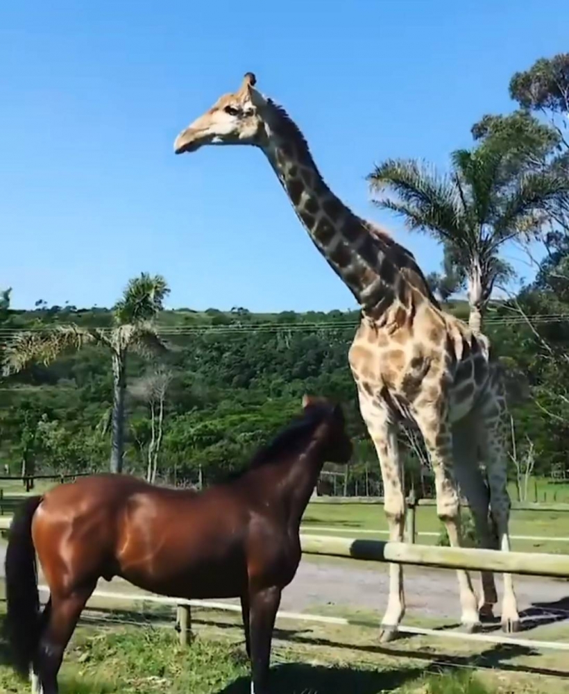 麒麟和小马驹？