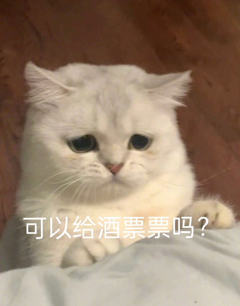 猫猫