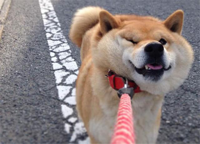 变形狗头