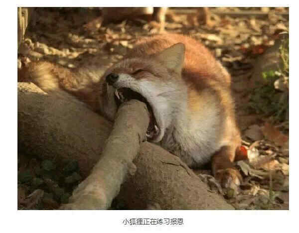 狐狸已经在练习报恩了