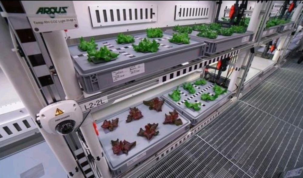 仅供参考的水培温室