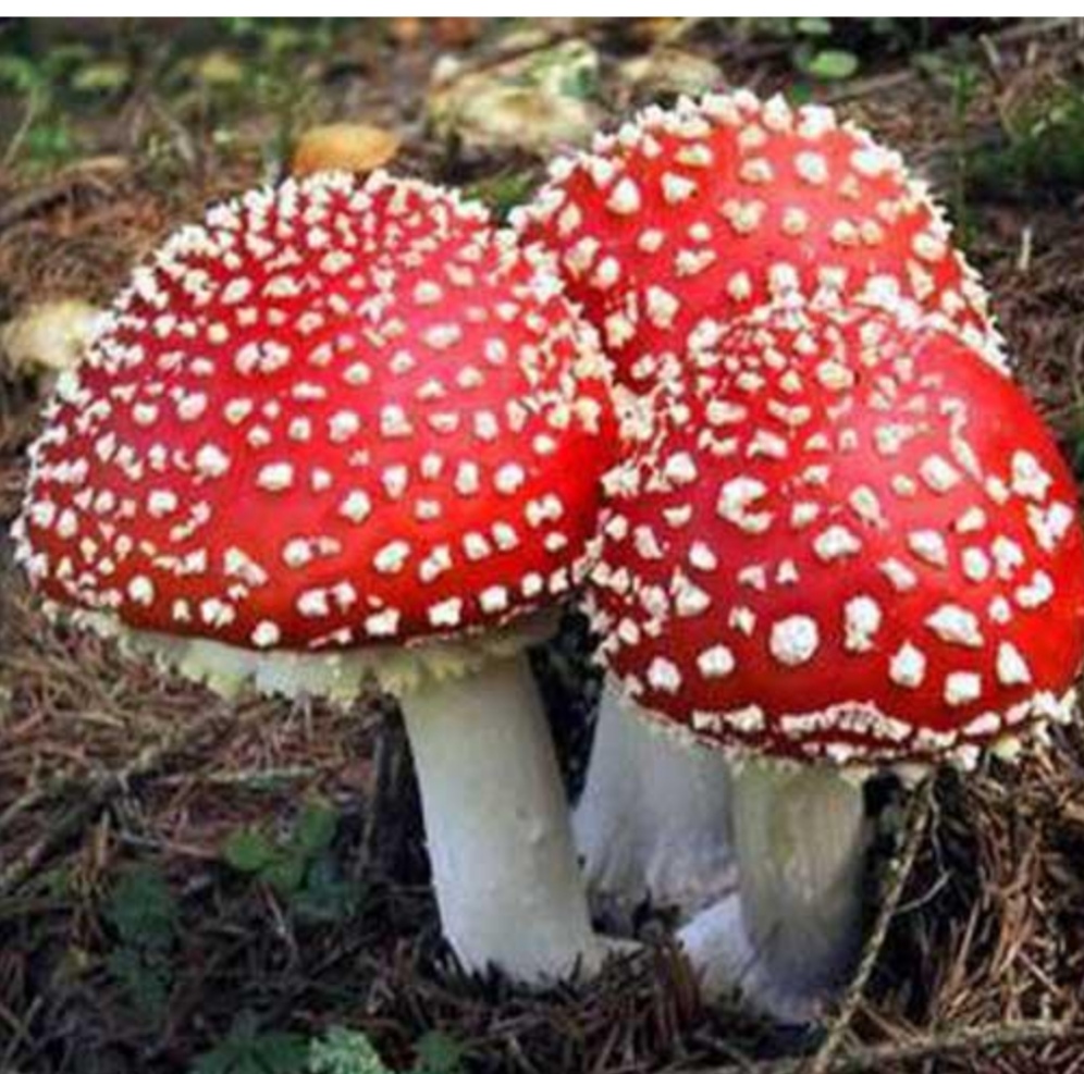 红色蘑菇