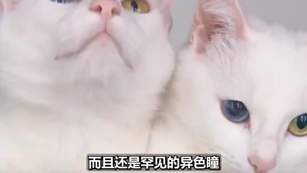 异色瞳猫猫