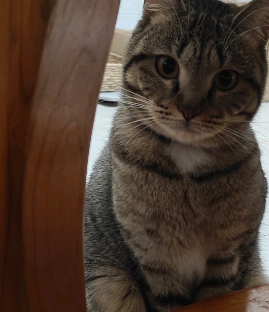 狸花:你在看什么喵？