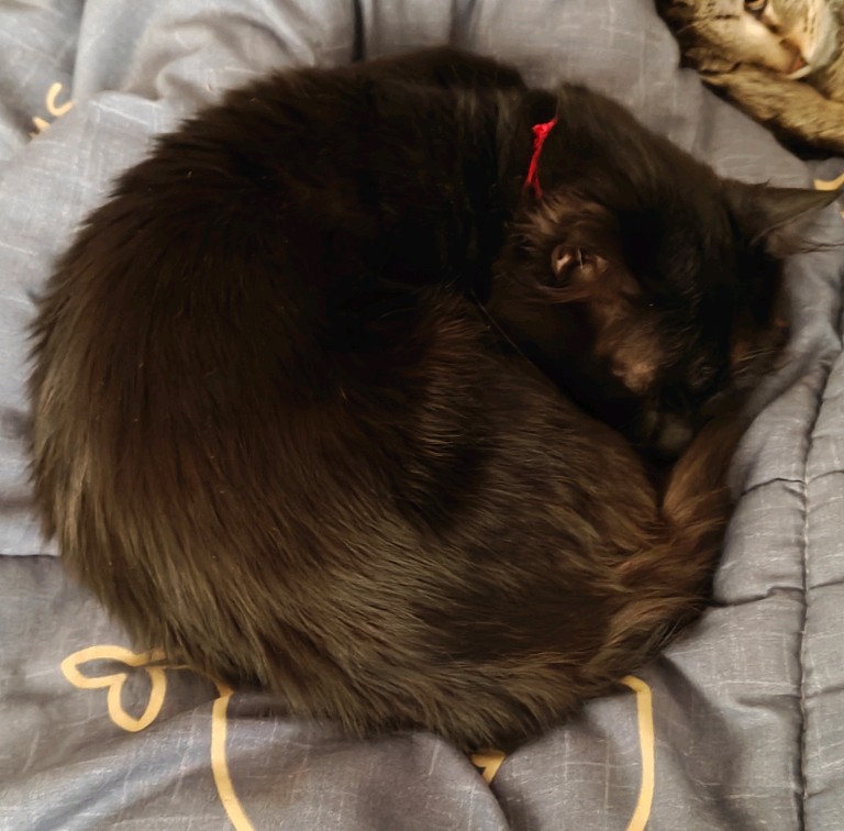 团成一团，睡觉啦！