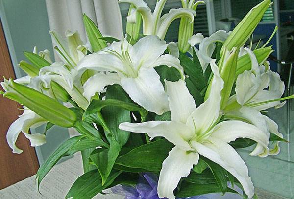 百合花开香满屋~