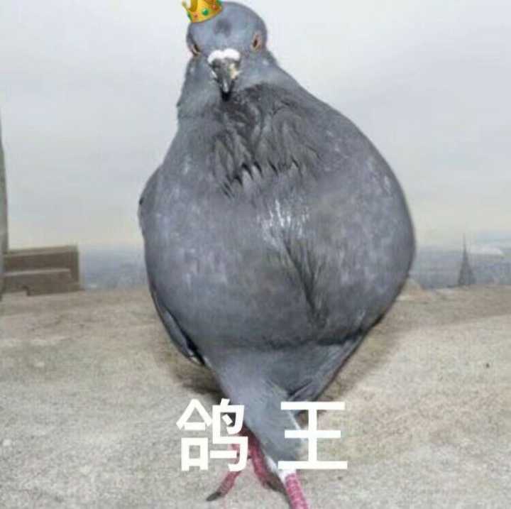 总有一天