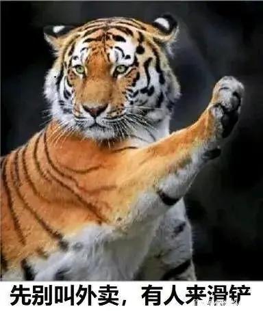 老虎∶来吧，我等着你