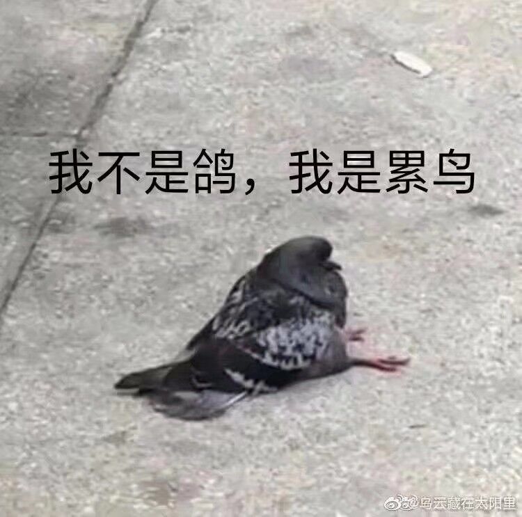 我累鸟