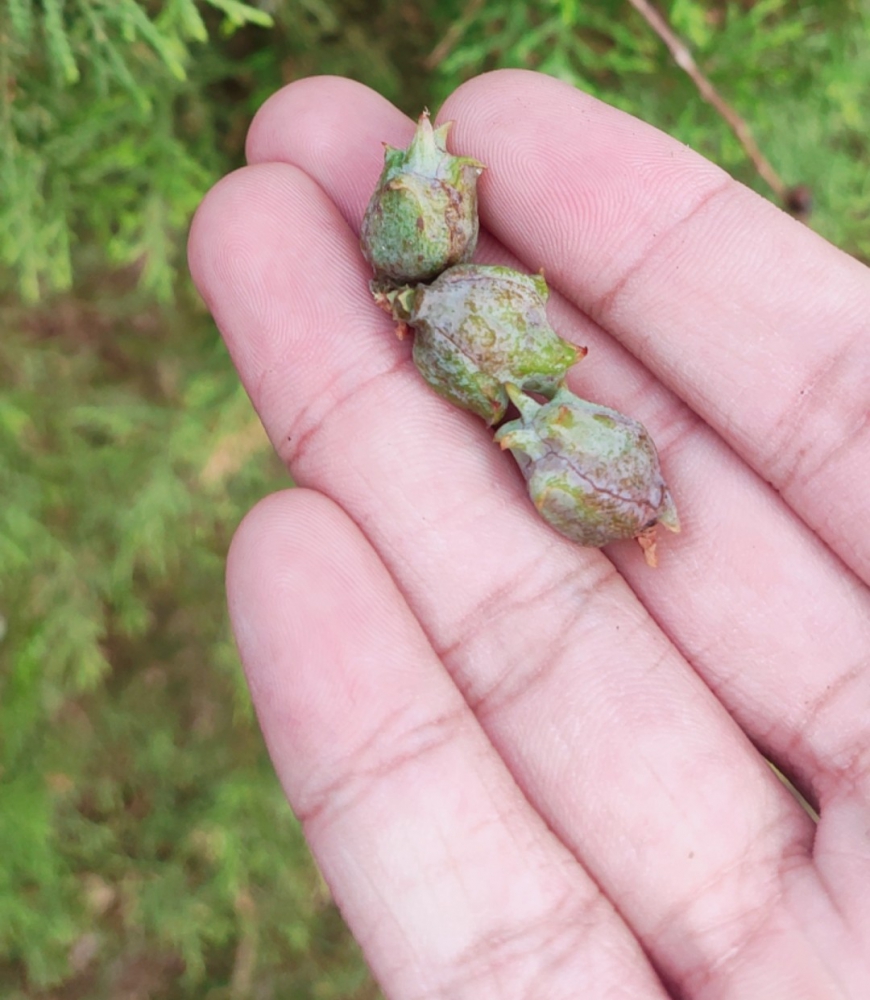 钩钩果（并不）