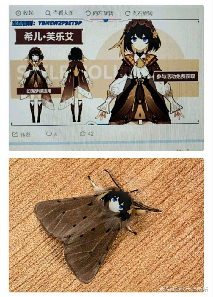 大扑腾蛾子