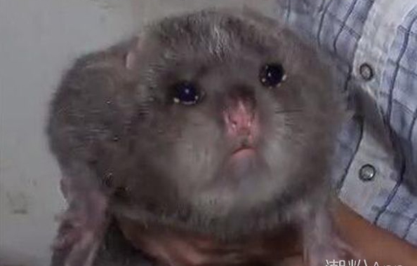 王鸣眼中生气的幼闪