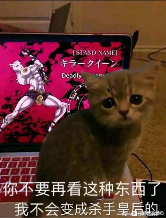 放一个猫猫在这里