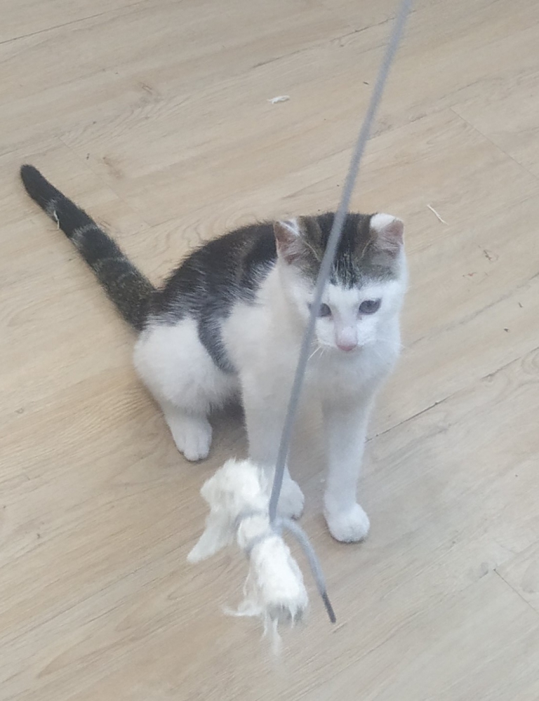 逗猫现场