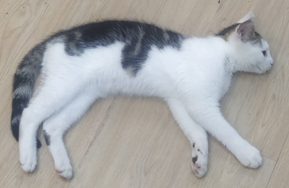 嗨完摊成猫饼