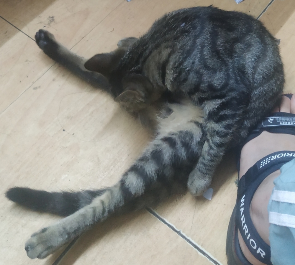 猫猫