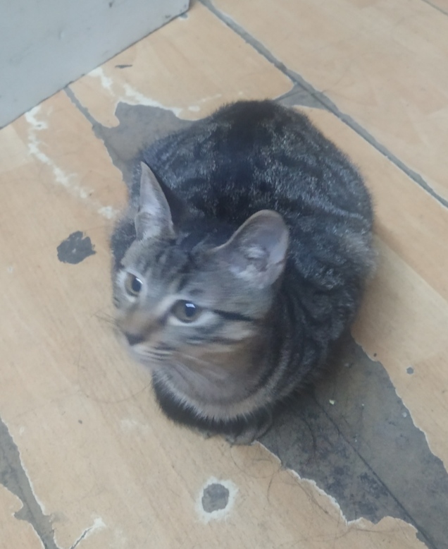 猫团