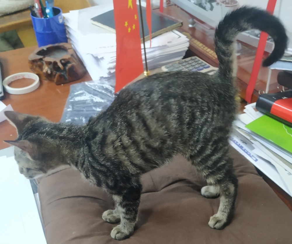 小黑