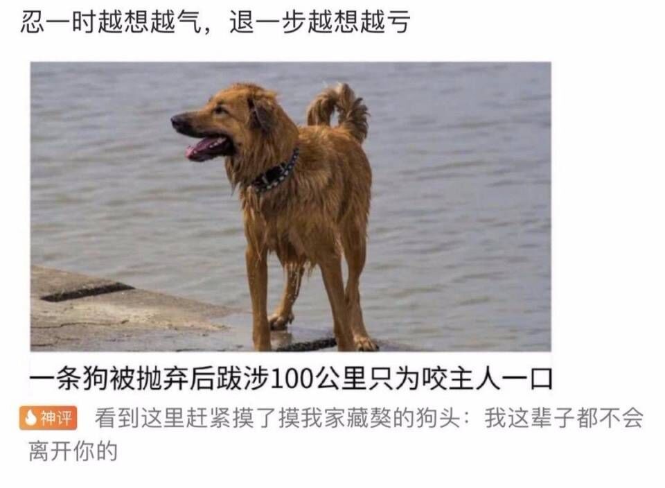 或许这就是舔狗吧