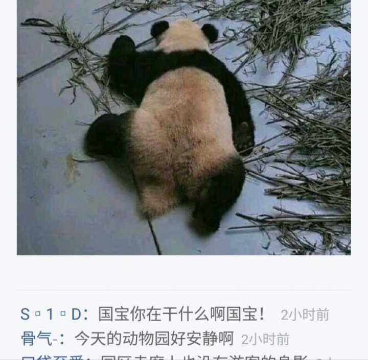 希望の竹
