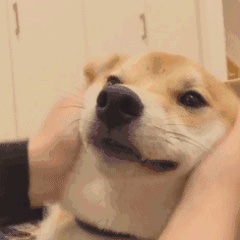 怒搓狗头