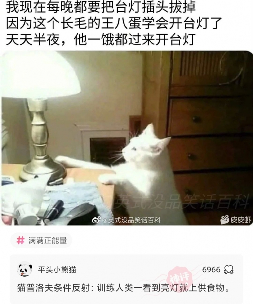 猫界科学家