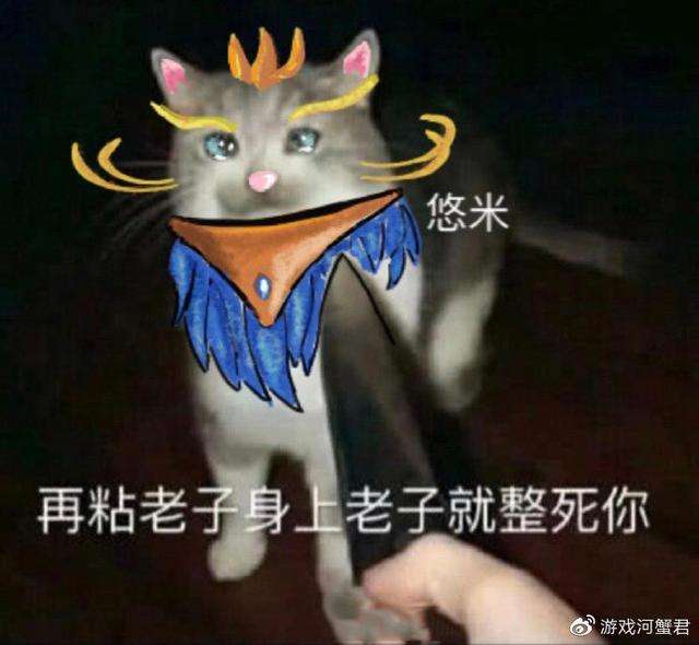 你对猫咪的真实做法