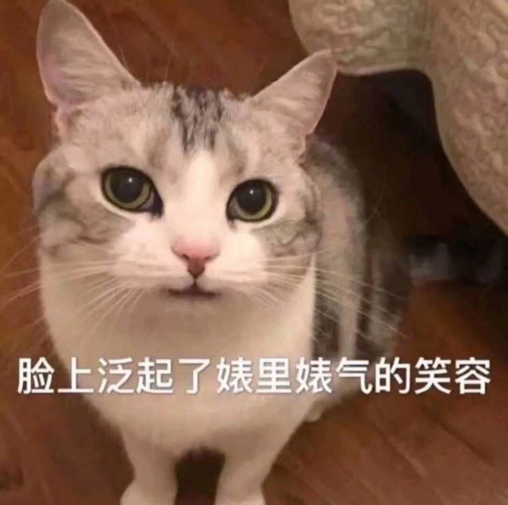 猫猫坏笑