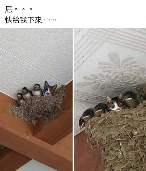 猫猫搬家