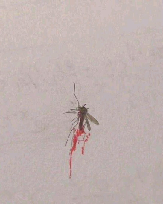 希望之花🌸🎶