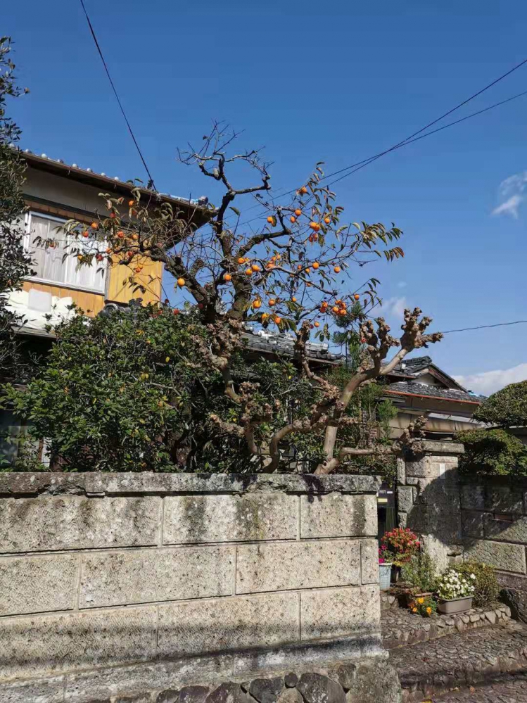 出墙来