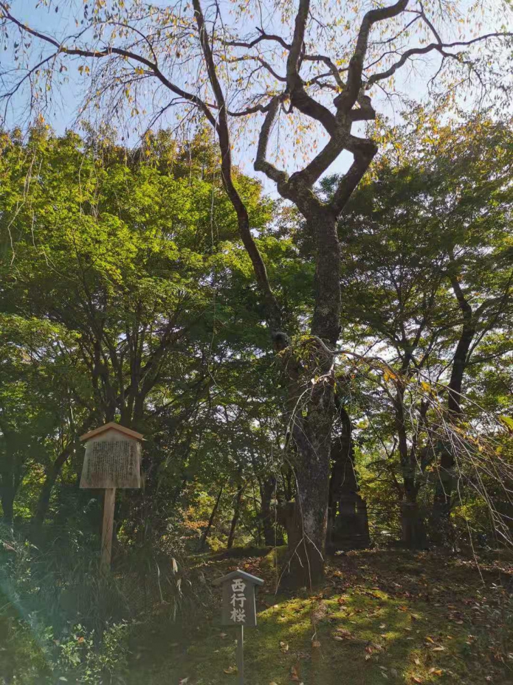 光幻中的全景