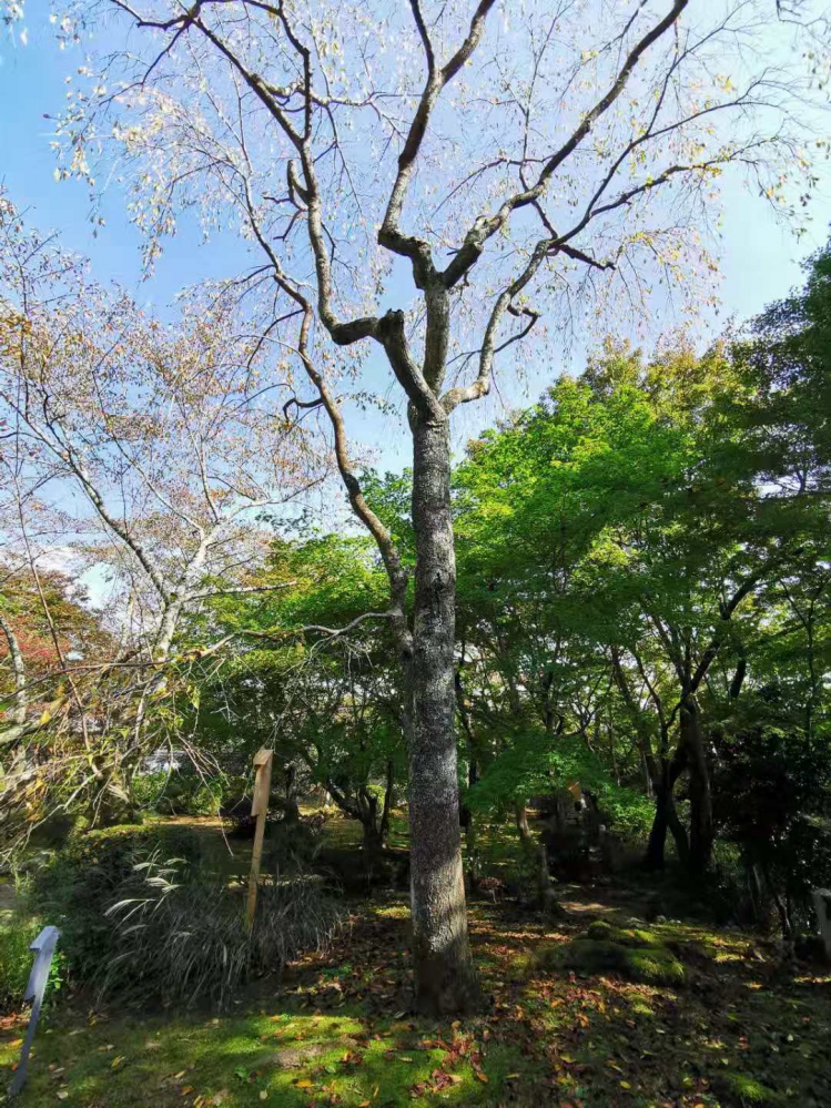 西行樱