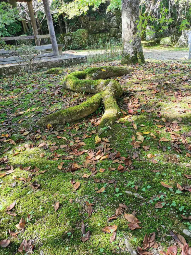 根系