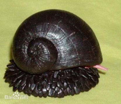 鳞角腹足蜗牛
